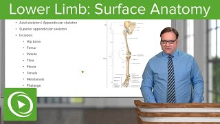 Lower Limb Surface Anatomy amp Osteology – Anatomy  Lecturio [upl. by Acnayb]