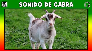 SONIDO DE CABRA 🐐 [upl. by Ilellan234]