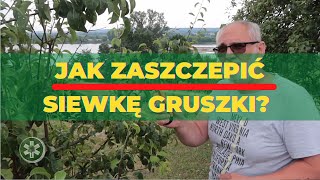 Jak zaszczepić siewkę gruszki [upl. by Alhahs161]