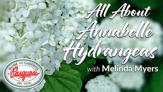 All About Annabelle Hydrangeas [upl. by Jammin710]