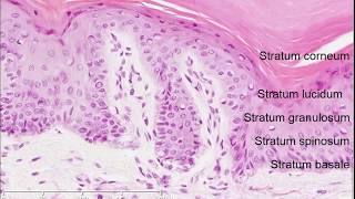 Histology of the Skin [upl. by Annatnas632]