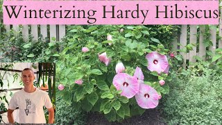 HARDY HIBISCUS WINTER CARE [upl. by Gary976]