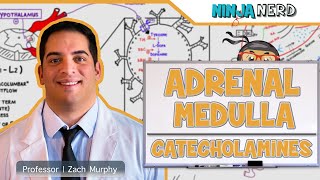 Endocrinology  Adrenal Medulla  Catecholamines [upl. by Anelle461]