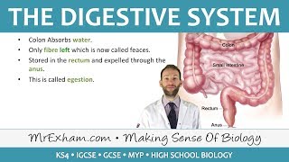 The Digestive System  GCSE Biology 91 [upl. by Spearing]