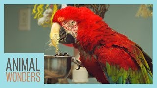 Macaws What Where How [upl. by Ihab]