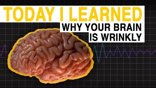 TIL Why Your Brain is Wrinkly  Today I Learned [upl. by Accire]