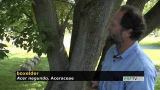 Trees with Don Leopold  boxelder [upl. by Elledoj744]