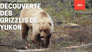 DOCUMENTAIRE ANIMALIER  DÉCOUVERTE DES GRIZZLIS DE YUKON  REPORTAGE COMPLET [upl. by Anomer972]