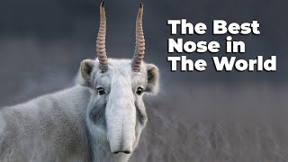 SAIGA ANTELOPE ─ Best Nose in The World [upl. by Dlanod]