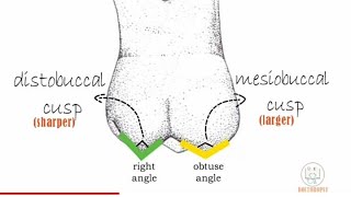 Permanent Maxillary 1st molar  Part 1 [upl. by Ikcim873]