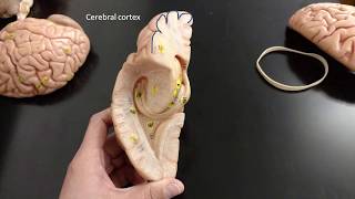 Brain anatomy [upl. by Tergram]