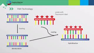 Fluorescent In Situ Hybridization FISH Assay [upl. by Foushee]