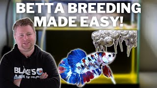 EASY How to Breed Bettas Step by Step [upl. by Shipp]