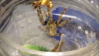 Tarantula Feeding Video 1 Scorpions Included [upl. by Majka]