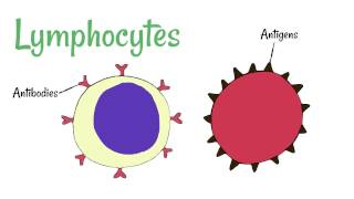 Cell Defence Lymphocytes and Phagocytes [upl. by Rybma]