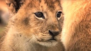 Day In The Life Of A Lion Pride  Little Big Cat  BBC Earth Kids [upl. by Ambert]