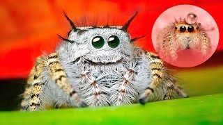 THE CUTEST SPIDERS In The World [upl. by Aecila]