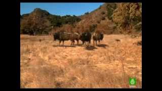 Lobos gigantes documental quotESPAÑOLquot 1ra parte [upl. by Ewer649]