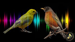 Bird Singing Sound Effect  Free Sound Effects [upl. by Julianna]