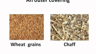 Science  Separation Methods  Wheat  English [upl. by Atterol]