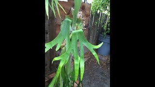 18 Species of Platyceriums or Staghorn Ferns [upl. by Daegal]