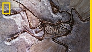 Fossils 101  National Geographic [upl. by Mad100]