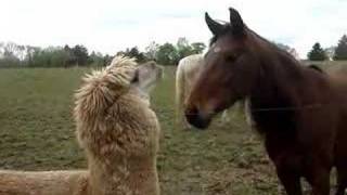 Cute Alpaca Video [upl. by Natam]