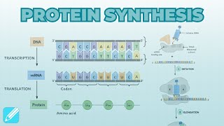 Translation Protein Synthesis RNA To Protein  Cell Biology [upl. by Allenotna770]