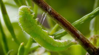 Caterpillar Cocoon Timelapse  BBC Earth [upl. by Nevin]