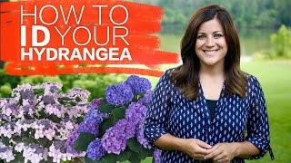 How to Identify Your Hydrangea  Garden Answer [upl. by Dianna653]