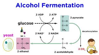 Anaerobic Respiration and Fermentation [upl. by Nedi]