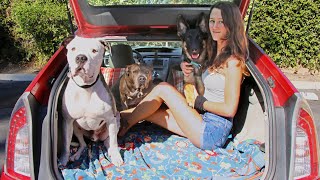 How I live in my Prius with my Girlfriend amp Three Pitbulls Tiny House [upl. by Eelhsa383]