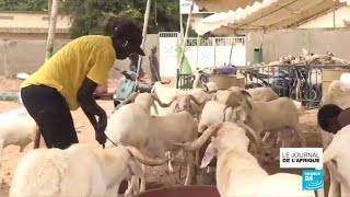 Fatou léleveuse de moutons de Dakar [upl. by Krissie]