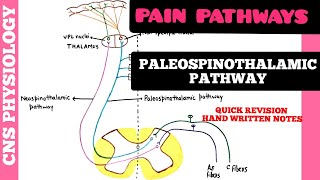 PAIN PATHWAYS  1  Paleospinothalamic Pathway  CNS  Physiology [upl. by Jangro]