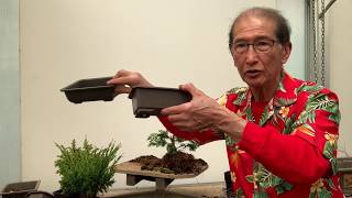 Creating Bonsai from Starter Conifers Hinoki Cypress Blawws Juniper amp Cryptomeria [upl. by Naillimxam]