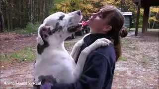 Great Dane Hugs amp Kisses [upl. by Brina]