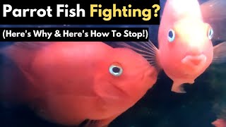 Why Parrot Fish Fighting amp How To Stop It Explained [upl. by Kendyl]