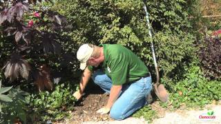 How To Divide And Replant Daffodil Bulbs [upl. by Bilbe]