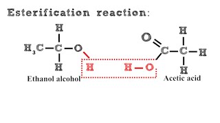 Esterification Reaction [upl. by Eronaele57]