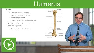 Humerus Characteristics amp Parts – Anatomy  Lecturio [upl. by Hnaht]