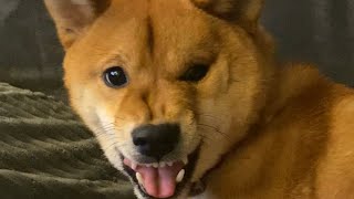 shiba inu progressively gets more and more angry [upl. by Willi]