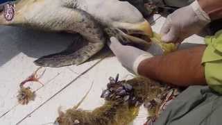 Rescate tortuga Golfina  Olive Ridley rescue [upl. by Gall]