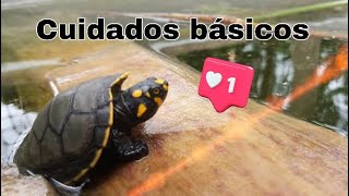 Cuidados de Tortuga Charapa  Podocnemis Unifilis Arrau Taricaya [upl. by Arihppas161]