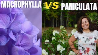 Hydrangea varieties Macrophylla mophead vs Paniculata panicle [upl. by Irena]