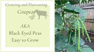 Growing and Harvesting CowpeasAKA Black Eyed PeasEasy Plant to Grow🍃 [upl. by Vicki]