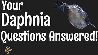 Daphnia Questions Answered [upl. by Largent500]