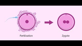 How Cells Become Specialized Featuring Stem Cells [upl. by Derriey185]