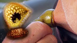 Lamprey Bites Jeremy Wades Neck  LAMPREY  River Monsters [upl. by Mayberry279]