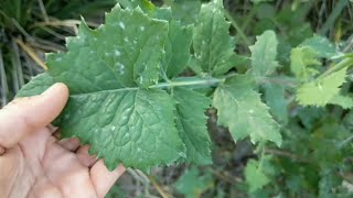 Sow thistle identification amp uses [upl. by Adham]