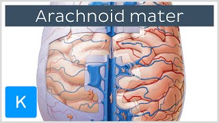 Arachnoid Mater Brain Layer  Human Anatomy  Kenhub [upl. by Bea]